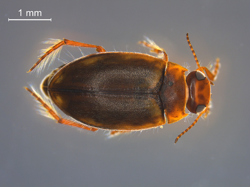 Hydroporus incognitus